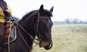 Reiten